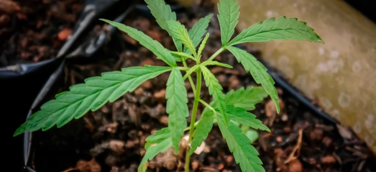 cannabis é um direito