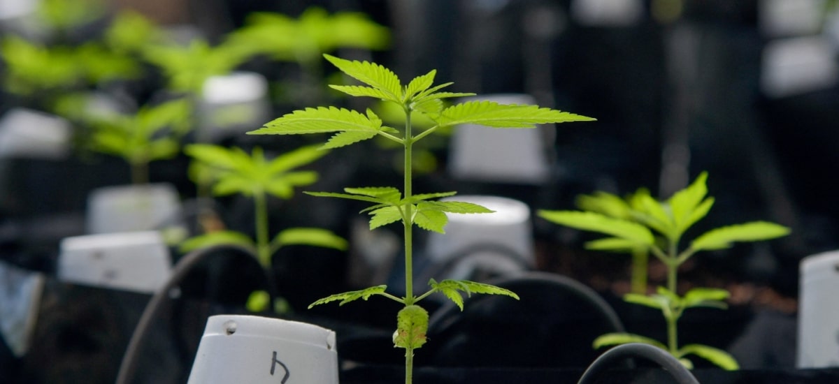 o direito de plantar