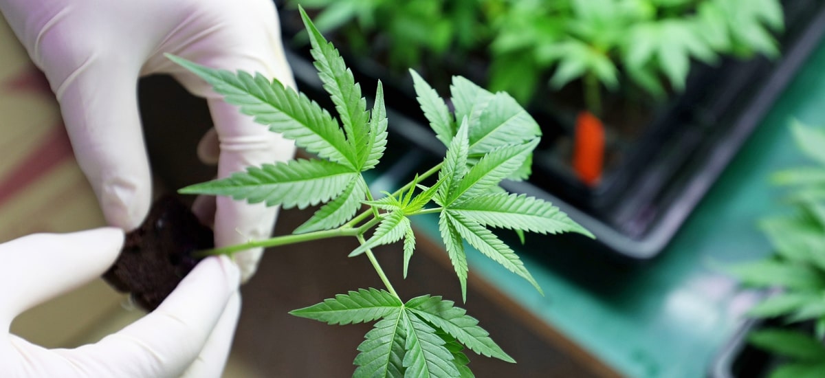 indústria do cânhamo