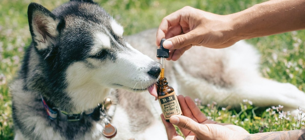 veterinária canábica