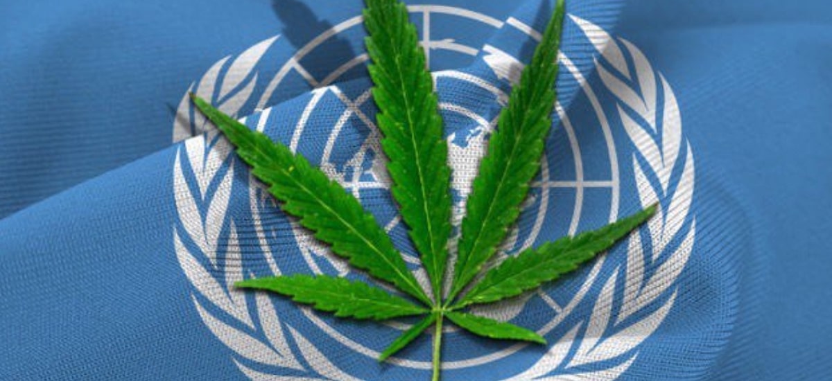 cannabis na onu