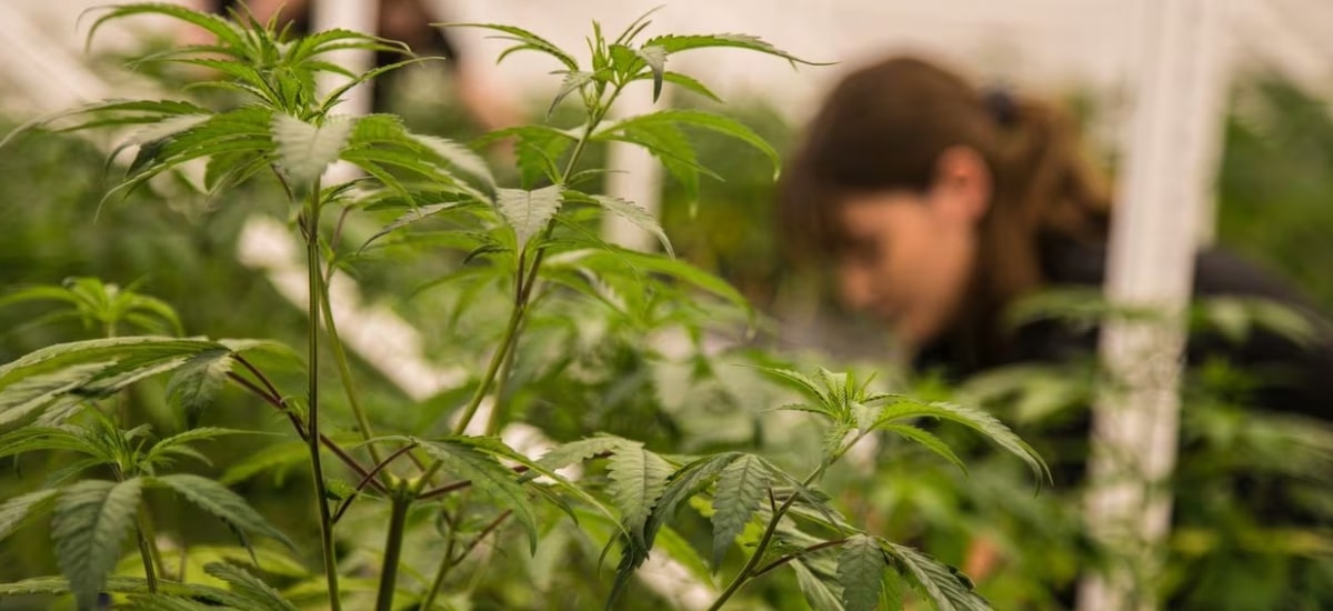 Cannabis em quatro anos