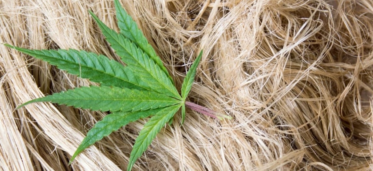 Cânhamo na indústria têxtil