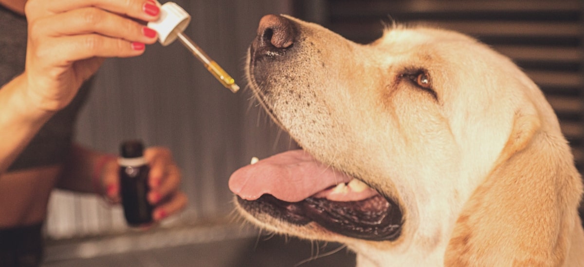 cannabis veterinária