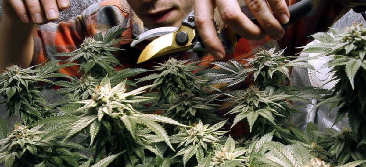 Maconha medicinal nas favelas