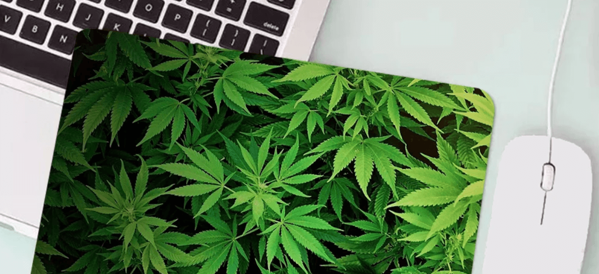 serviço da cannabis