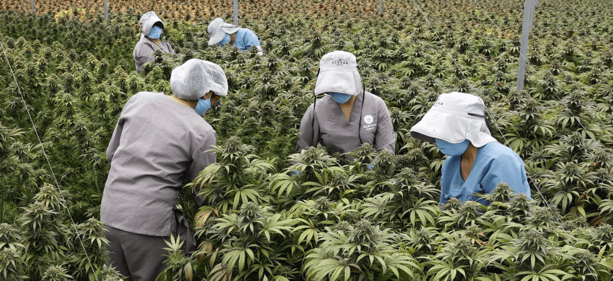 Cannabis em São Paulo