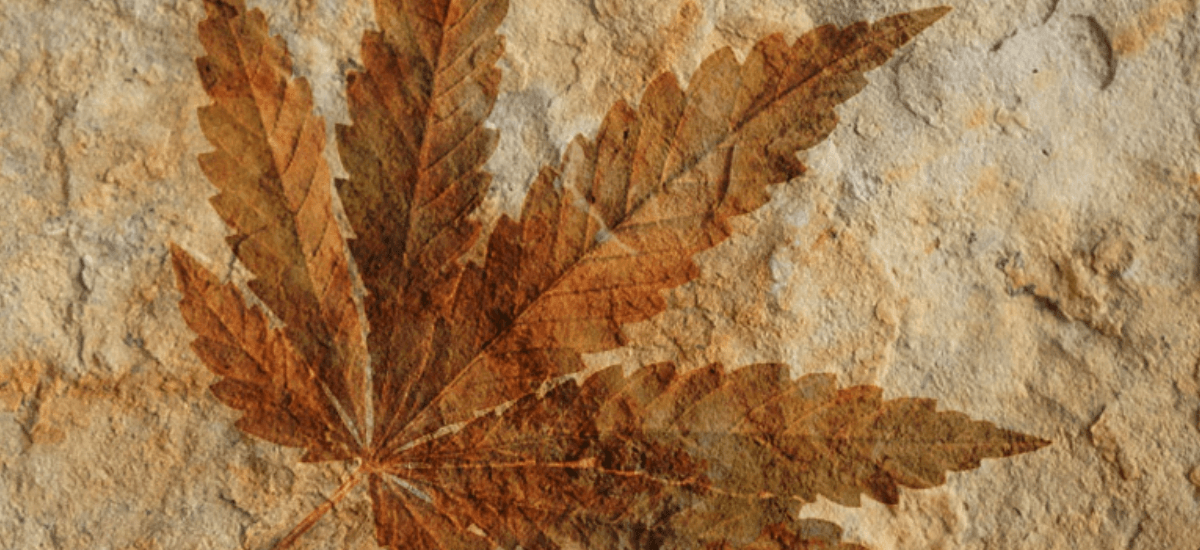 A quanto tempo a maconha é usada