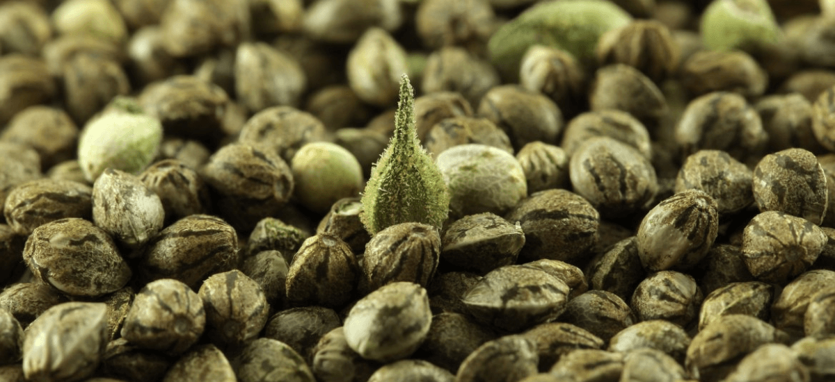 sementes de maconha